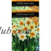 Daffodil Sempre Avanti, 9-Pack   551399657
